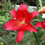 Lilium Arabian Red